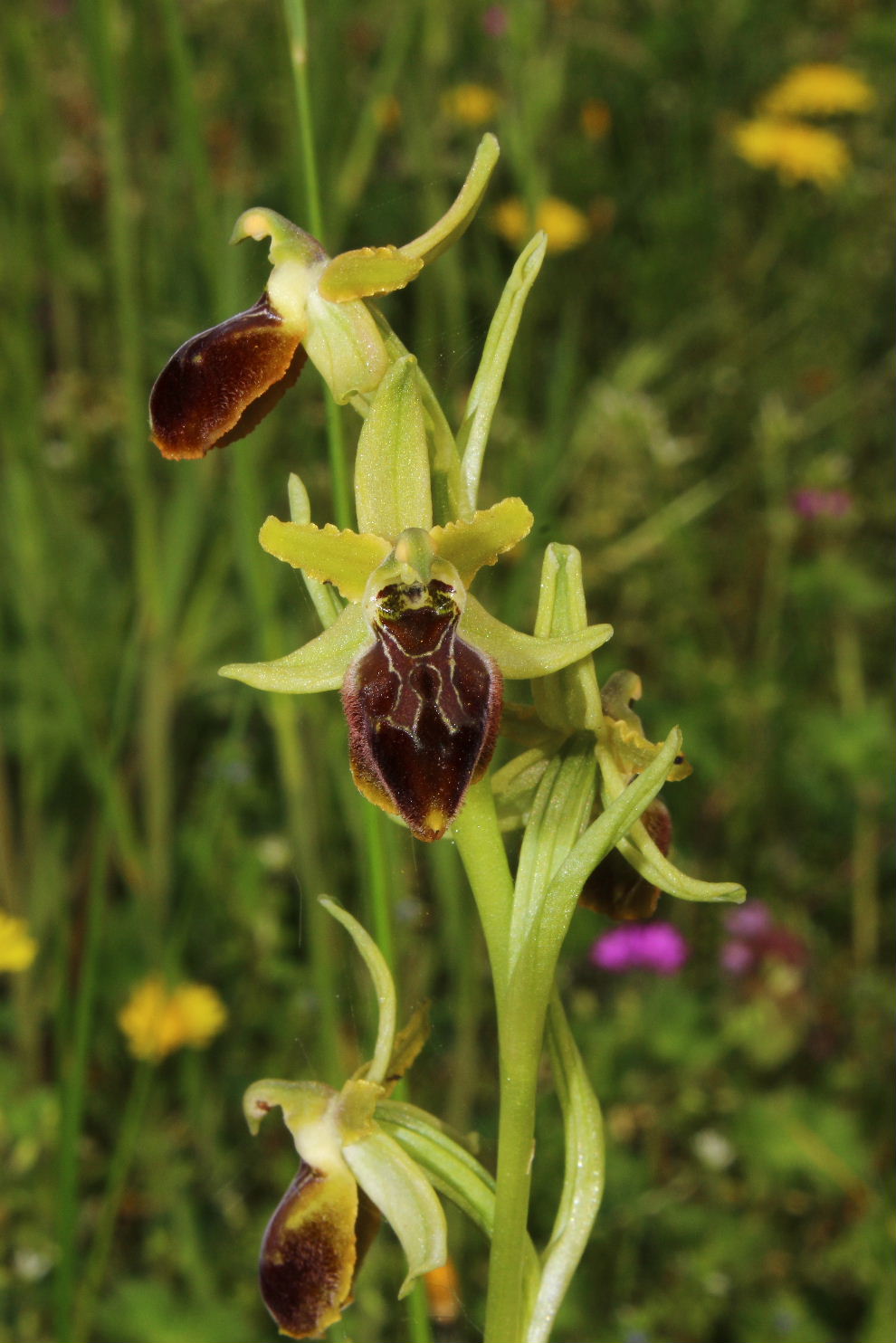 Ophrys da determinare ??